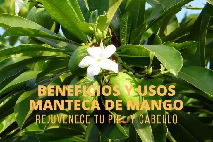 Manteca de Mango Propiedades, Beneficios Y Usos