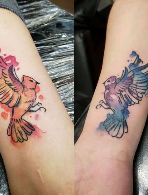 Aves